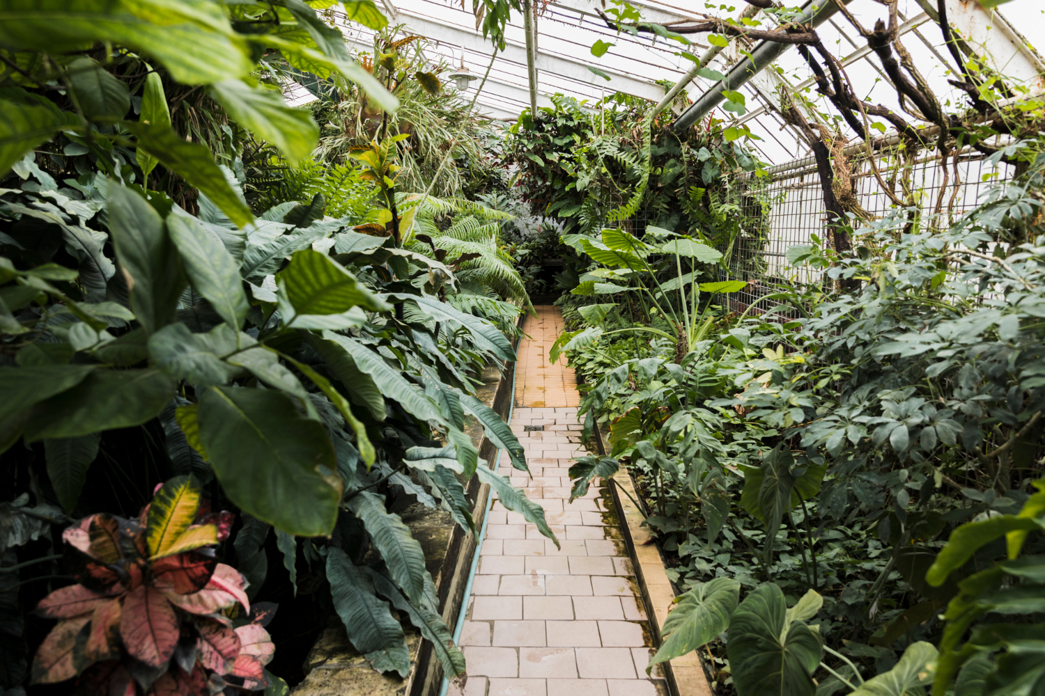 Pełnia kwitnienia w Ogrodzie Botanicznym Kielce