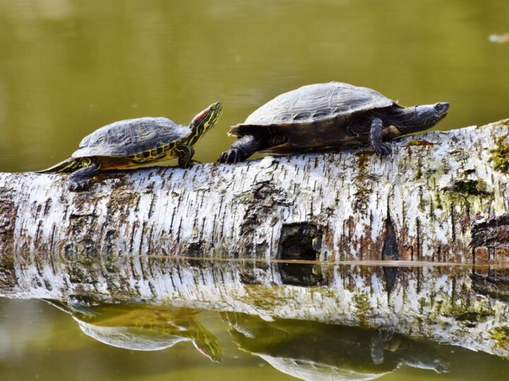 Inwazyjne żółwie ozdobne grożą ekosystemowi kieleckiego stawu