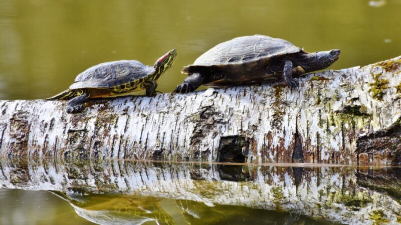Inwazyjne żółwie ozdobne grożą ekosystemowi kieleckiego stawu