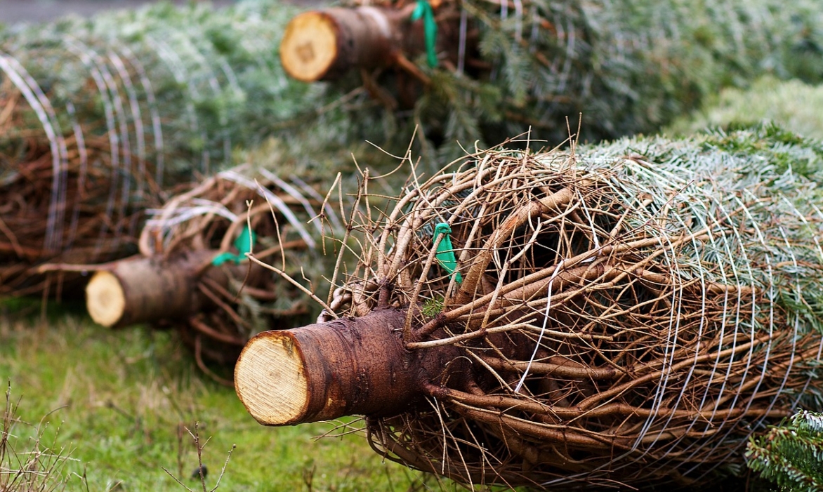 Kielce: Postświąteczna zbiórka drzewek w Ogródku Botanicznym Geonatura – trzykrotna szansa na "drugie życie" dla choinki