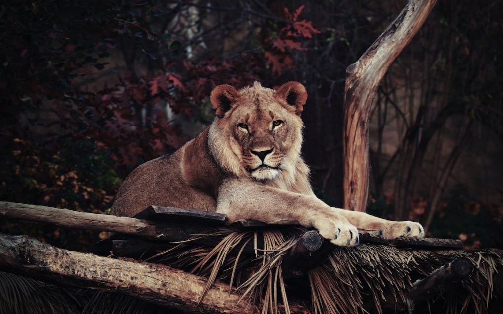 Egzotyczne zwierzęta w Ogródzie Zoologicznym Leśne Zacisze: Jak radzą sobie z zimą?