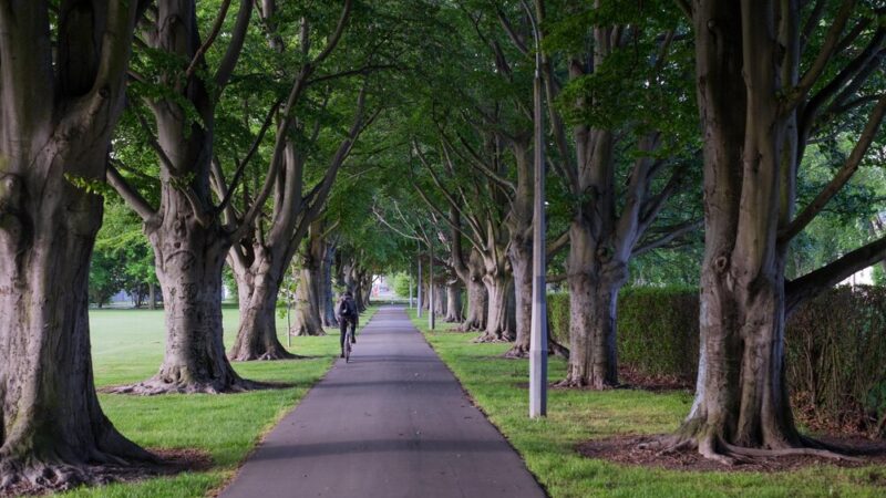 Kielce zyskają nową przestrzeń zieleni – park na północy zastąpi zaniedbane samosiejki